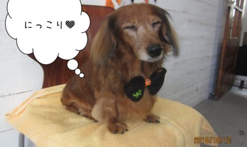 にっこりミニチュアダックス