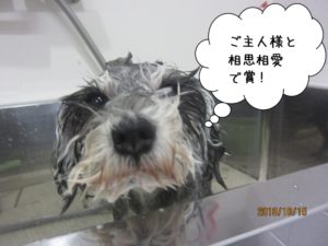 シャンプー中Mシュナ