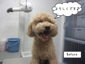 カット前トイプードル