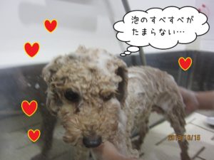 シャンプー中トイプードル