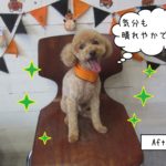 笑顔ハロウィントイプードル