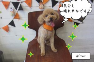 笑顔ハロウィントイプードル