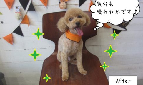 笑顔ハロウィントイプードル