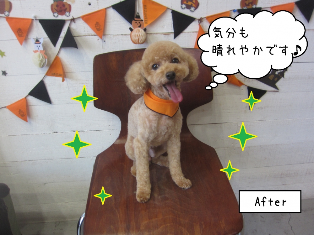 笑顔ハロウィントイプードル