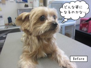 カット前ヨーキー