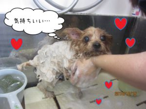 シャンプー中ヨーキー