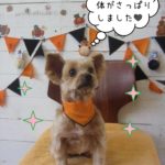 えっへんハロウィンヨーキー