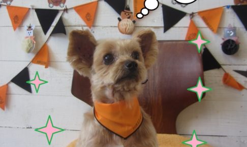 えっへんハロウィンヨーキー