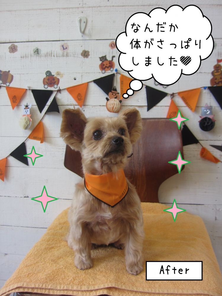 えっへんハロウィンヨーキー