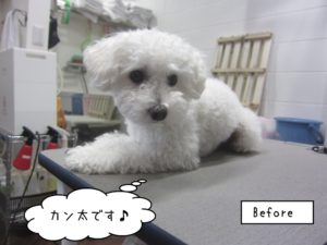 カット前トイプードル