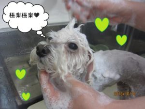 シャンプー中トイプードル