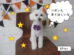 シャンプー中トイプードル