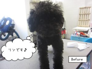 カット前トイプードル