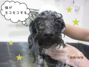 シャンプートイプードル