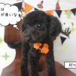 カット後トイプードル