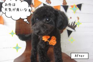 カット後トイプードル