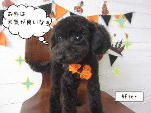 カット後トイプードル