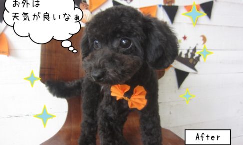カット後トイプードル
