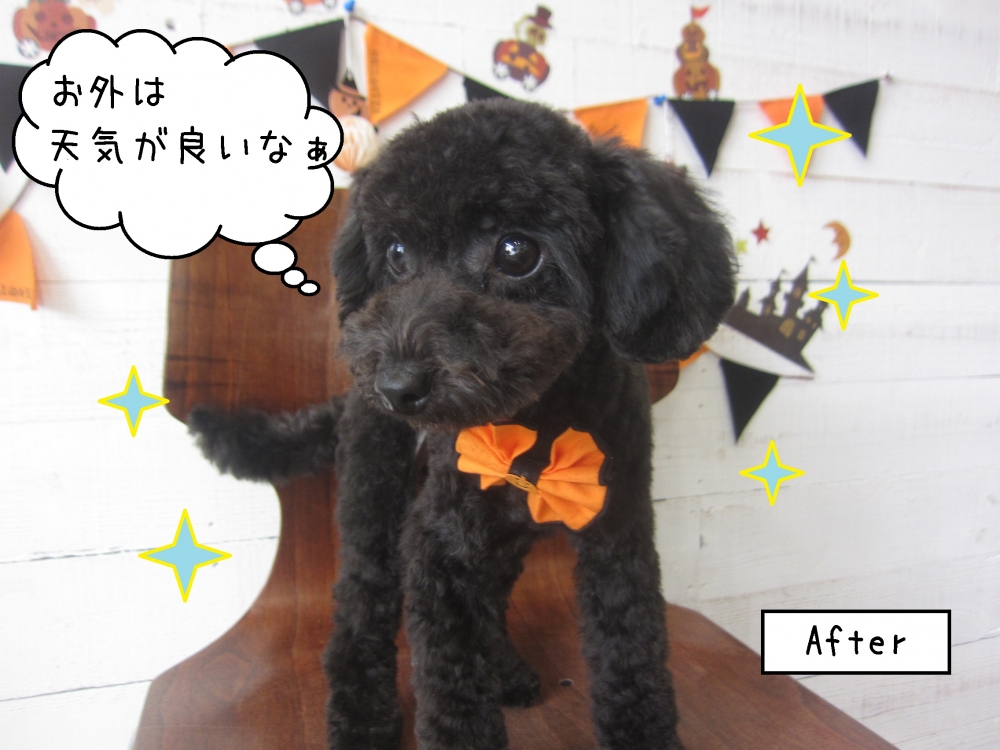 カット後トイプードル