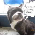 振り向くミックス