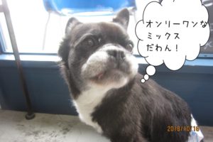 振り向くミックス