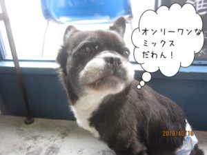 振り向くミックス