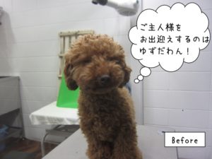カット前トイプードル