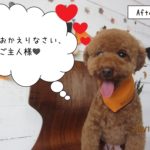 笑顔トイプードル