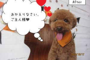 笑顔トイプードル