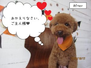 笑顔トイプードル