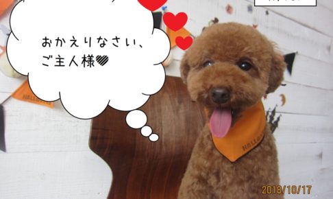 笑顔トイプードル