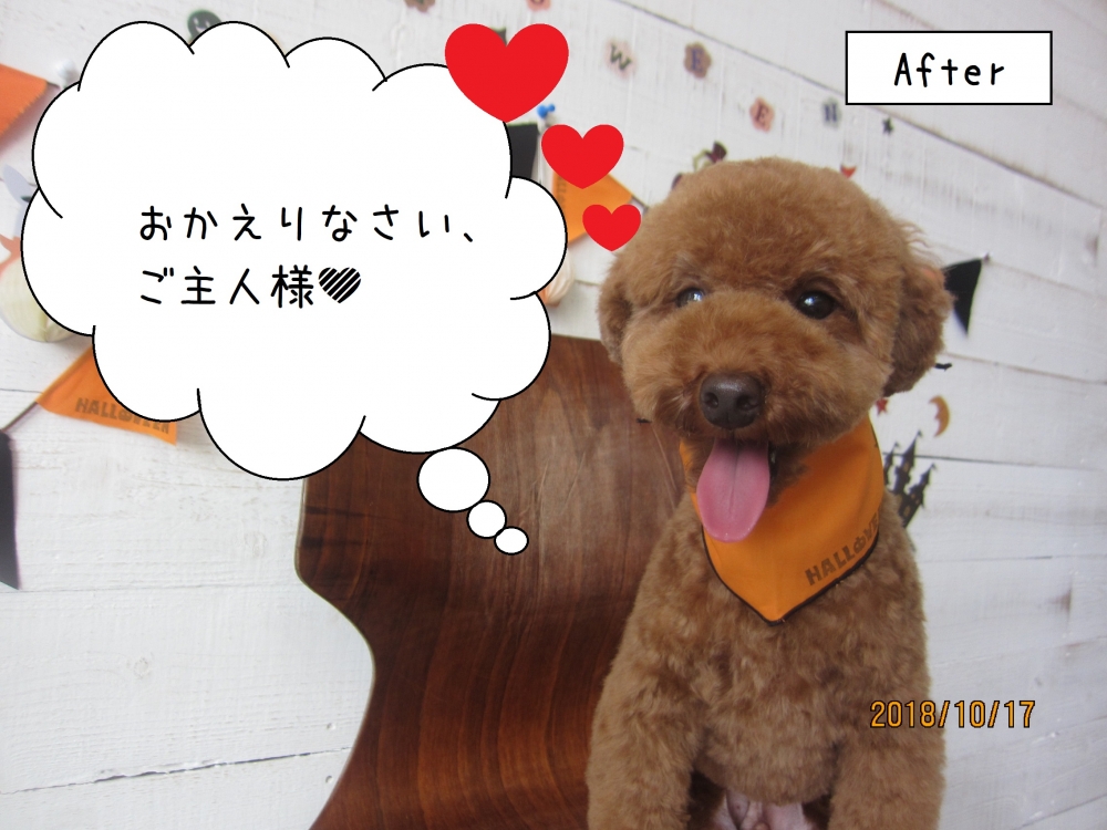 笑顔トイプードル