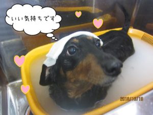 スパ中ミニチュアダックス