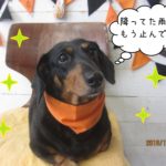 ハロウィンミニチュアダックス