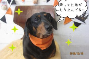 ハロウィンミニチュアダックス