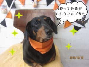 ハロウィンミニチュアダックス