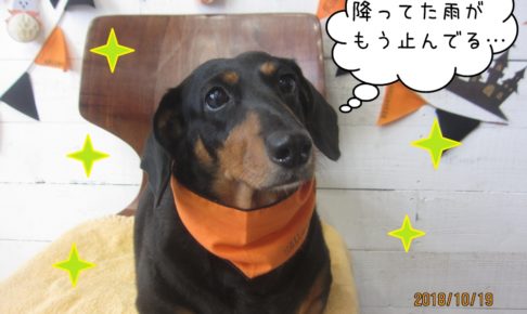 ハロウィンミニチュアダックス