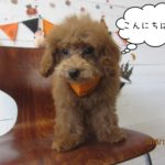 おすましトイプードル