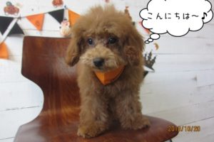 おすましトイプードル