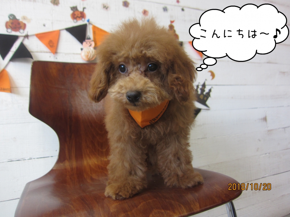 おすましトイプードル