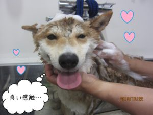 シャンプー中柴犬