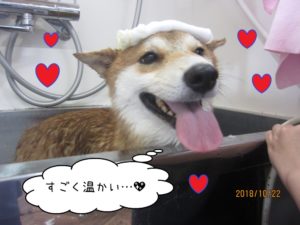 スパ中柴犬