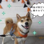 ハロウィン爽やか柴犬