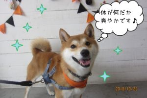 ハロウィン爽やか柴犬