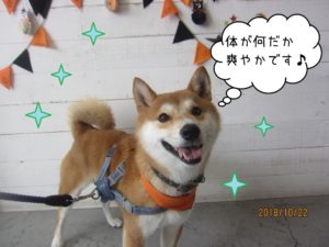 ハロウィン爽やか柴犬
