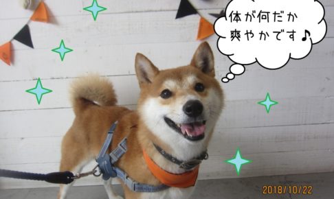 ハロウィン爽やか柴犬