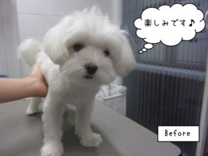 カット前マルチーズ