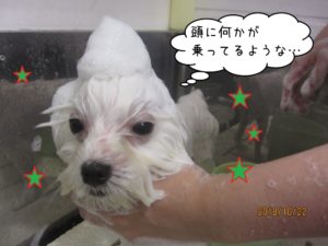 シャンプー中マルチーズ