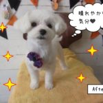 おすましマルチーズ