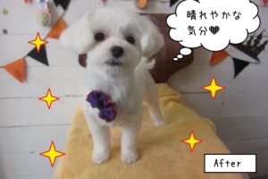 おすましマルチーズ